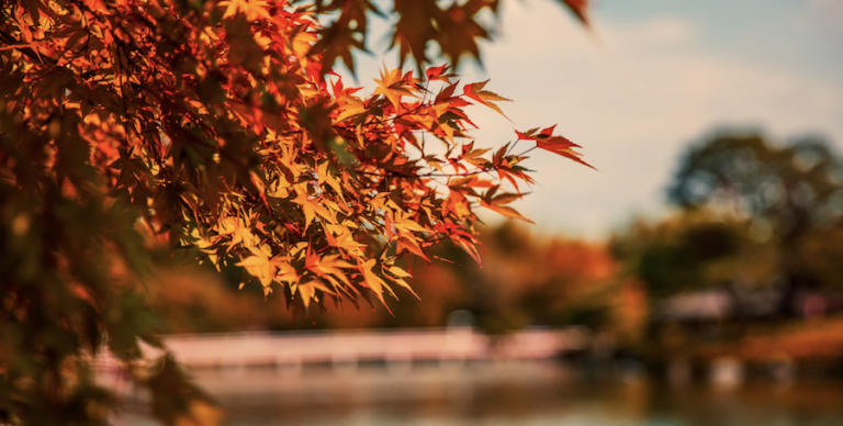 Changing leaves during the changing season in Minneapolis.