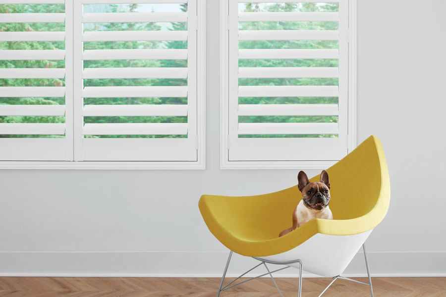 white shutters in living room with pup on modern chair in maple Grove MN